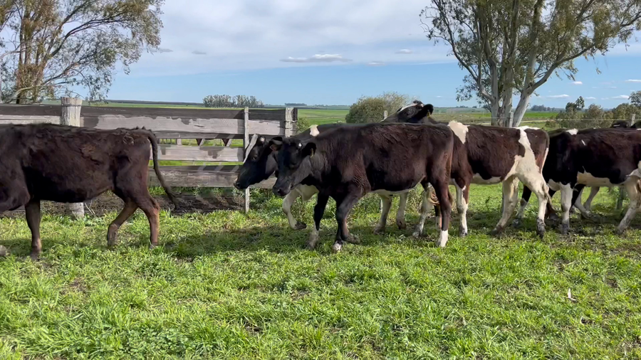 Lote VAQUILLONAS 1 a 2 AÑOS