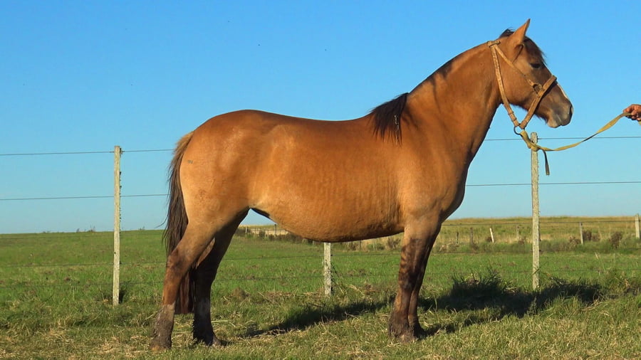 Lote MACARENA CORONILLA