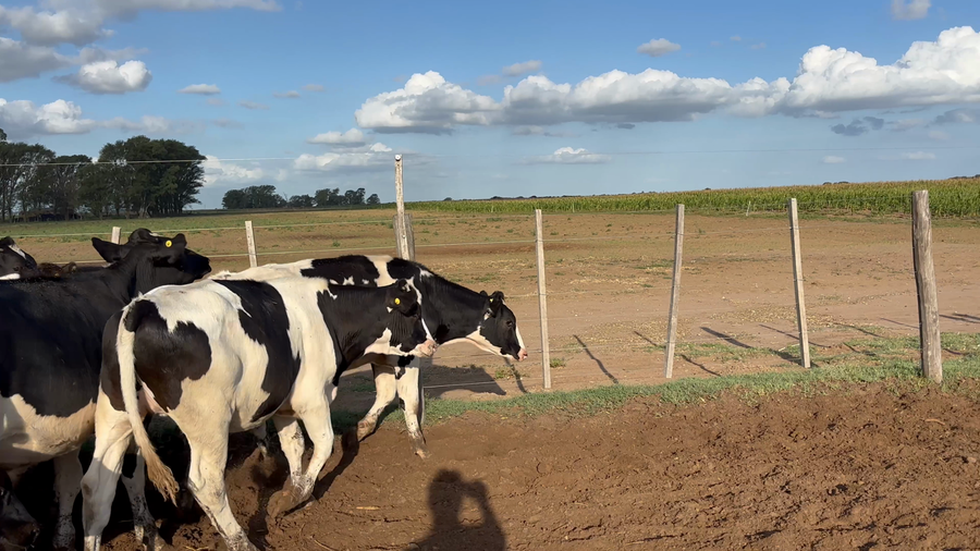 Lote 25 Terneros Holando en Macachín