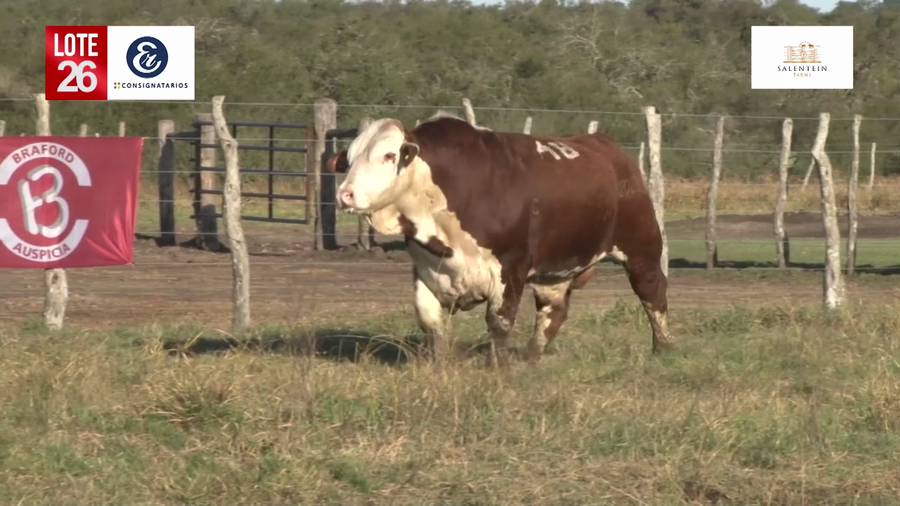 Lote Toros Braford