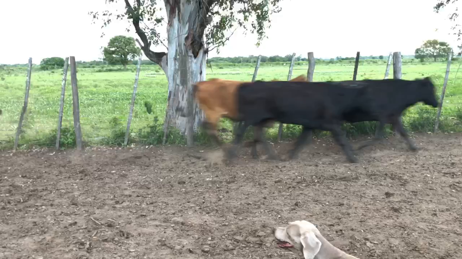 Lote 55 Vacas usadas preñadas en Gran Guardia, Formosa