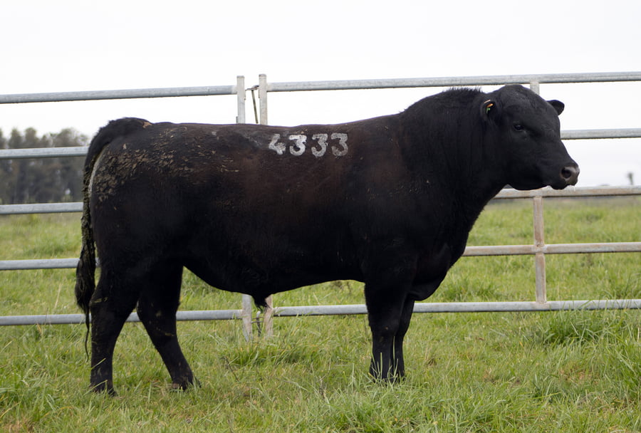Lote ABERDEEN ANGUS SA - Angus NEGROS