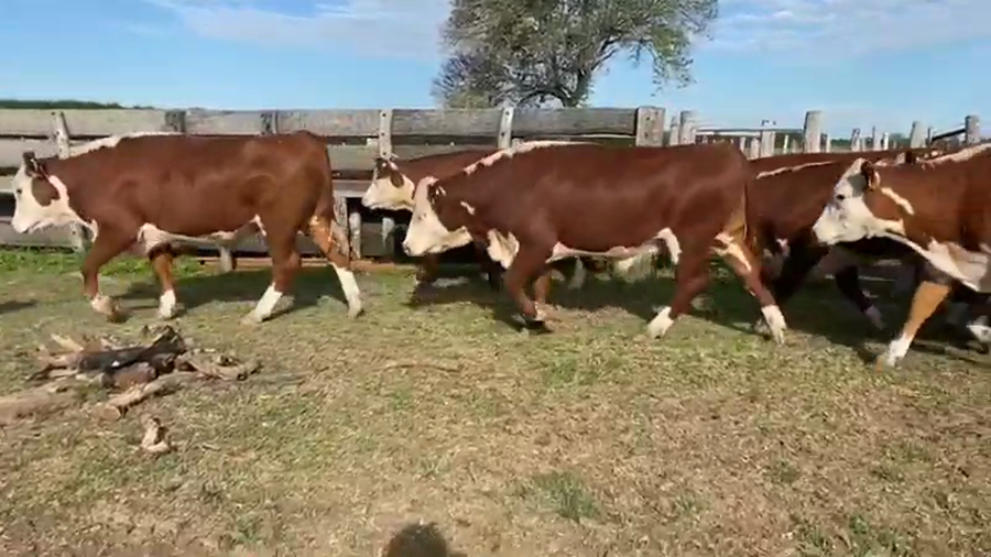 Lote 42 Novillos en Nogoyá, Entre Ríos