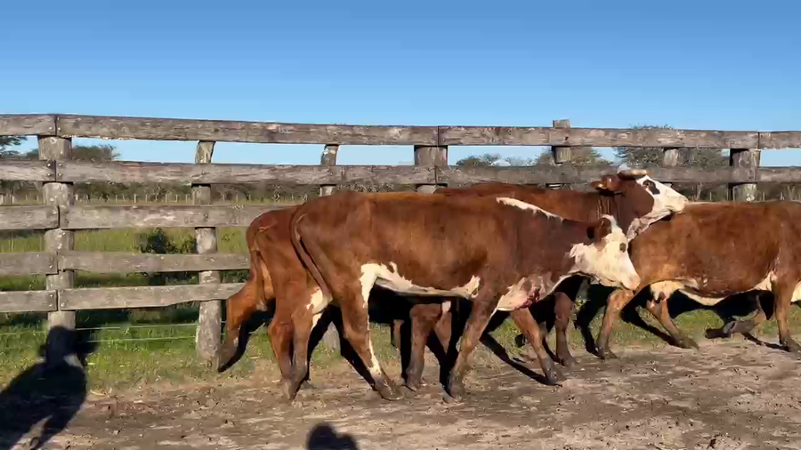 Lote 18 Vacas Conserva en Corrientes, Curuzú-Cuatiá