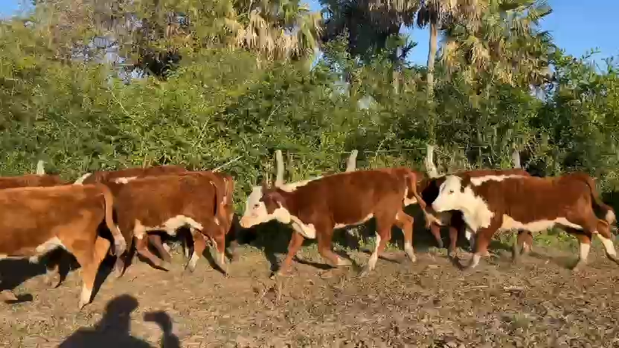 Lote 100 Terneros/as