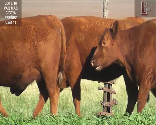 Lote VAQ. A. ANGUS COLORADAS MAS C/GTÍA DE PREÑEZ