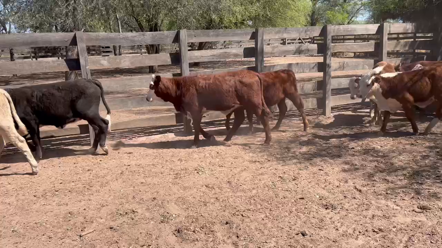 Lote 110 Terneros/as en Juan José Castelli, Chaco