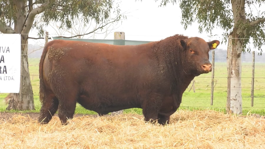 Lote TOROS PUROS POR CRUZA