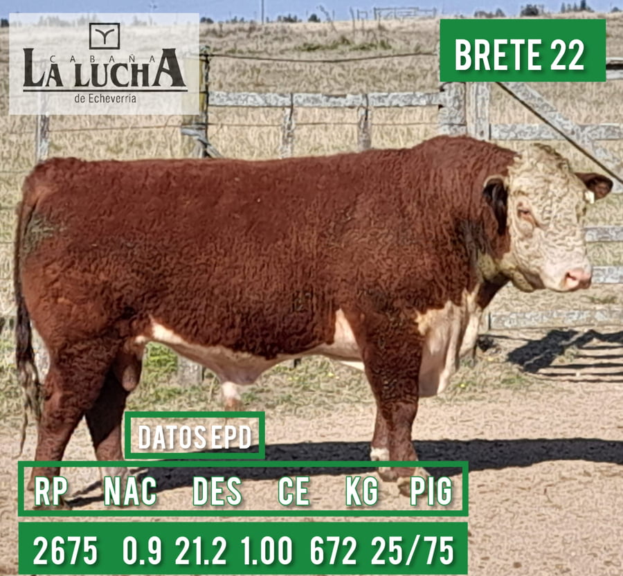 Lote TOROS POLLED HEREFORD PI