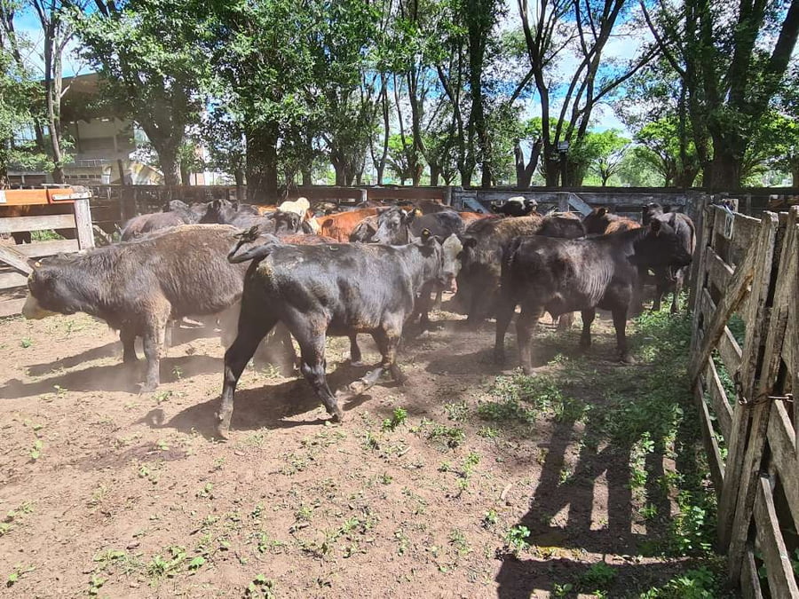 Lote 29 Novillitos en Gral. Lamadrid, Buenos Aires