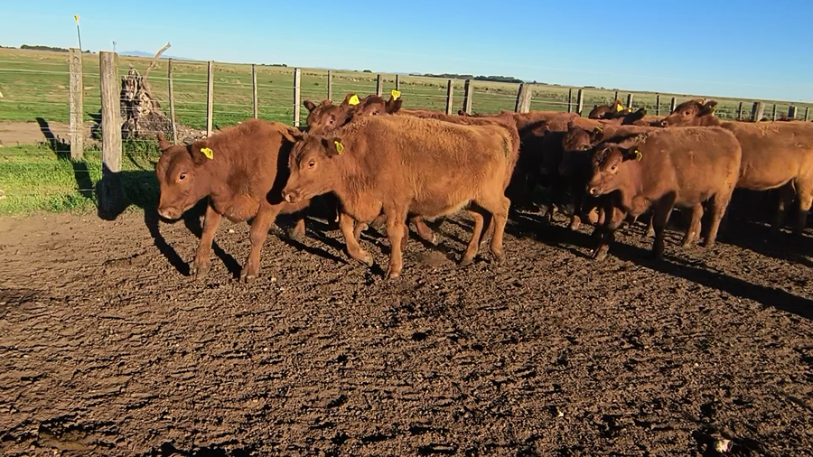 Lote 31 Terneras en Buenos Aires, Espartillar