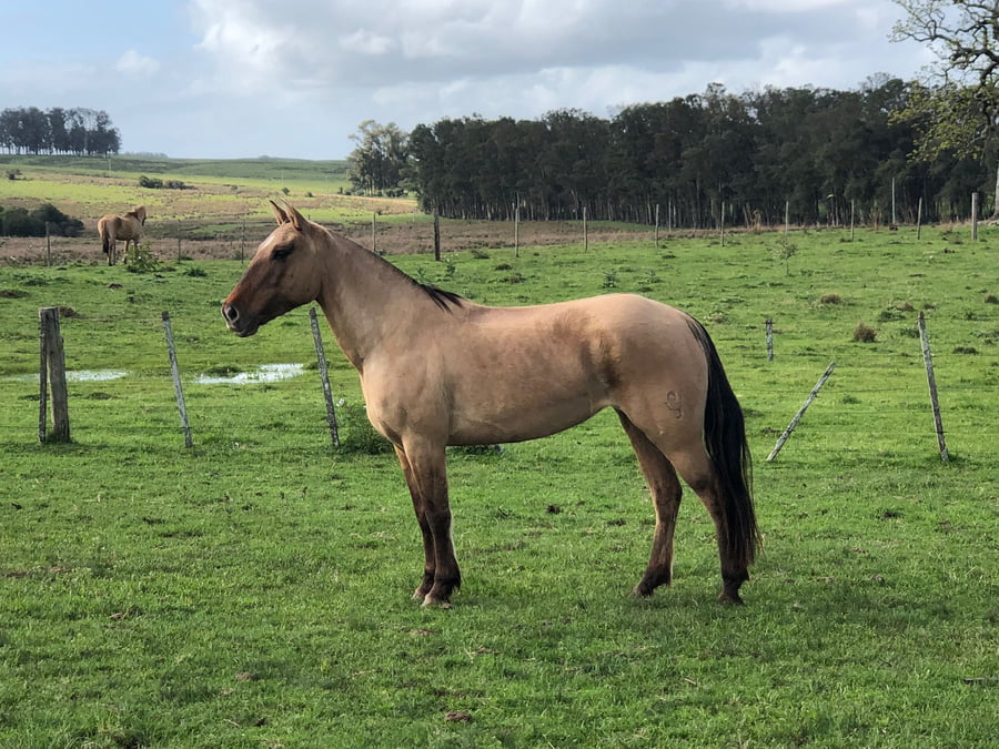 Lote Envidiada El Mojón (RP 580) - Cabaña "El Mojón”