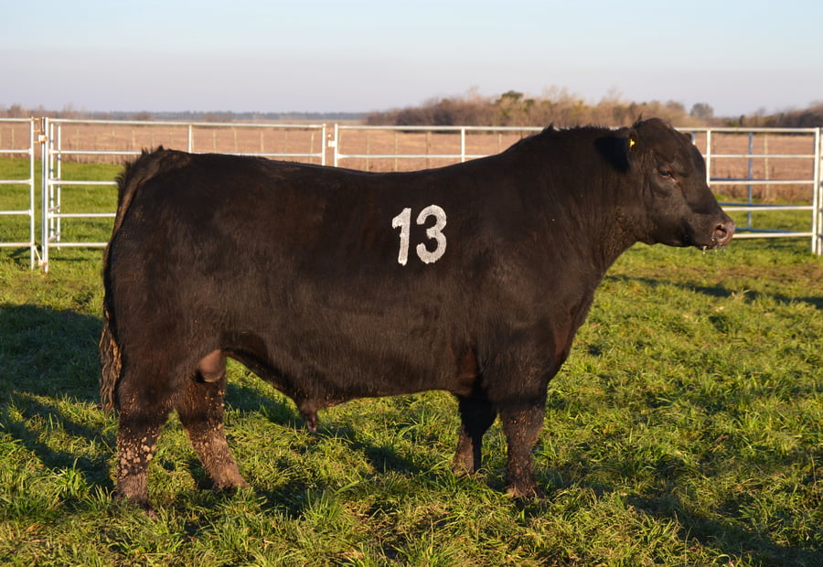 Lote TOROS PEDIGREE H427 H451