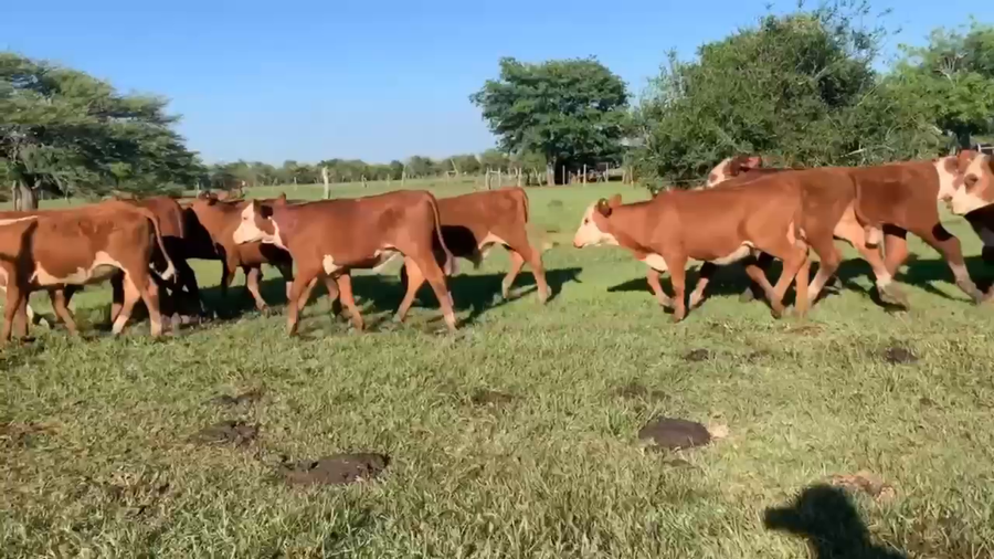 Lote 25 Terneros/as en Corrientes, Mercedes