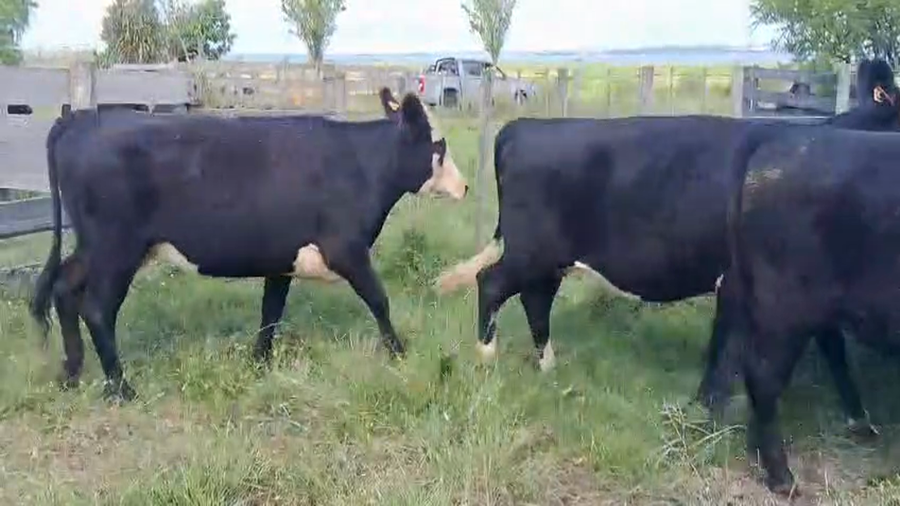 Lote VACAS/NOVILLOS
