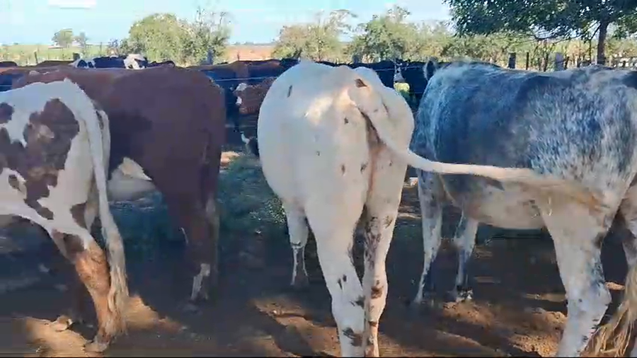 Lote 8 vaquillonas cruzas preñadas