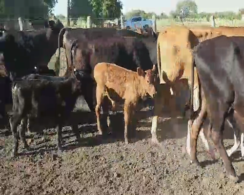 Lote 25 Vacas CUT con cría en Villaguay, Entre Ríos