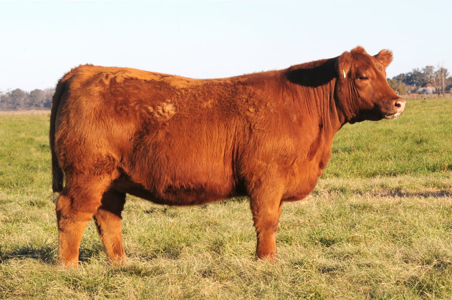 Lote Eleccion de una Vaquillona PP