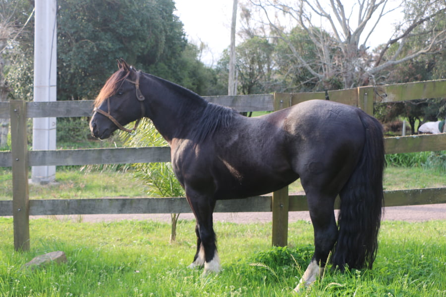 Lote TIZON DEL CONVENTOS
