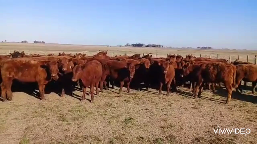 Lote 60 Novillitos en Casalins, Buenos Aires