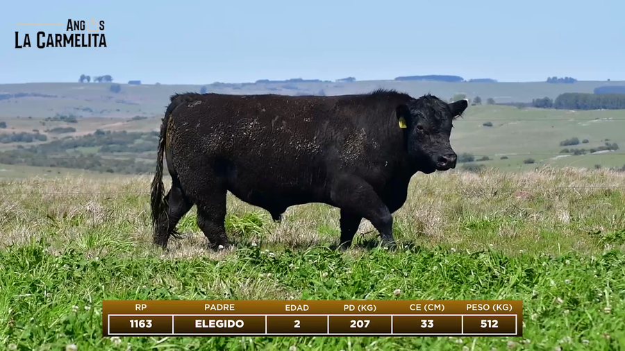 Lote RP 1163 - Angus La Carmelita