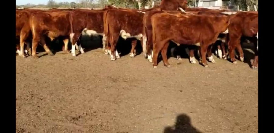 Lote 40 Novillitos en Villaguay, Entre Ríos