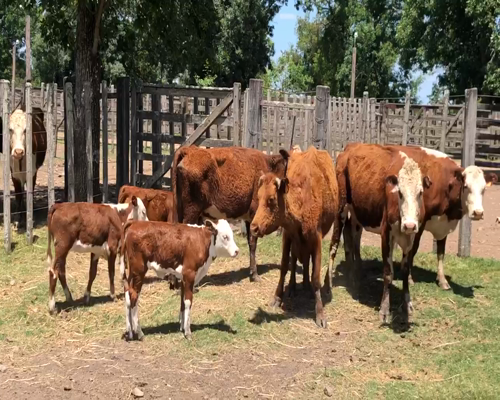 Lote 8 Piezas de cría en Cerro Largo, Cerro Largo