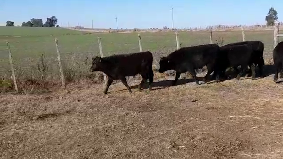 Lote (Vendido)6 Terneros AA a remate en PANTALLA GARLAND 200kg -  en EL CHILENO