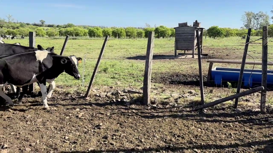 Lote NOVILLOS/VAQUILLONAS CRUZA HOLANDO