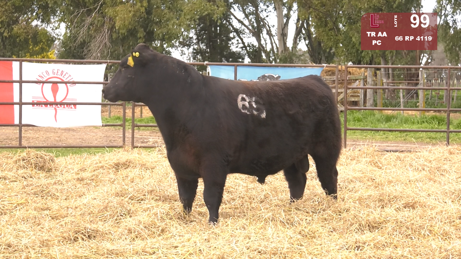 Lote TOROS ANGUS NEGROS  PC