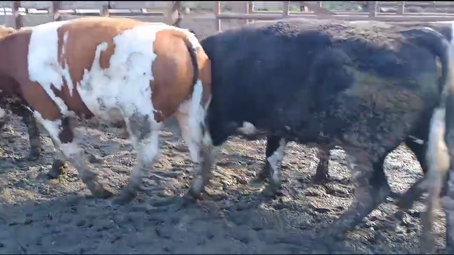 Lote 40 Novillo Gordo en Los Ángeles, VIII Región Biobío