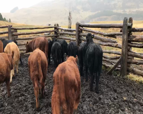 Lote 15 Ternero en Coyhaique, XI Región Aysén