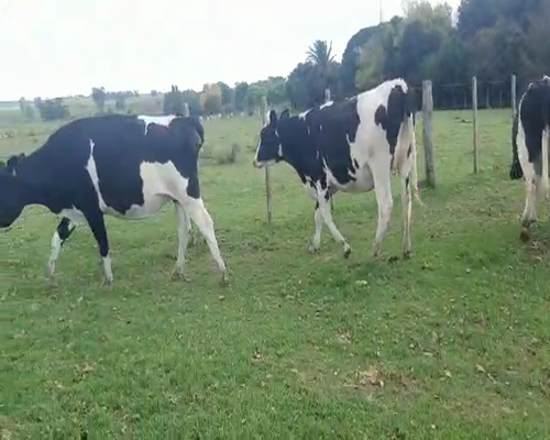 Lote 4 Vaquillonas  HOLANDO a remate en Remate Elite por Pantalla de Ganado Lechero 500kg - , San José