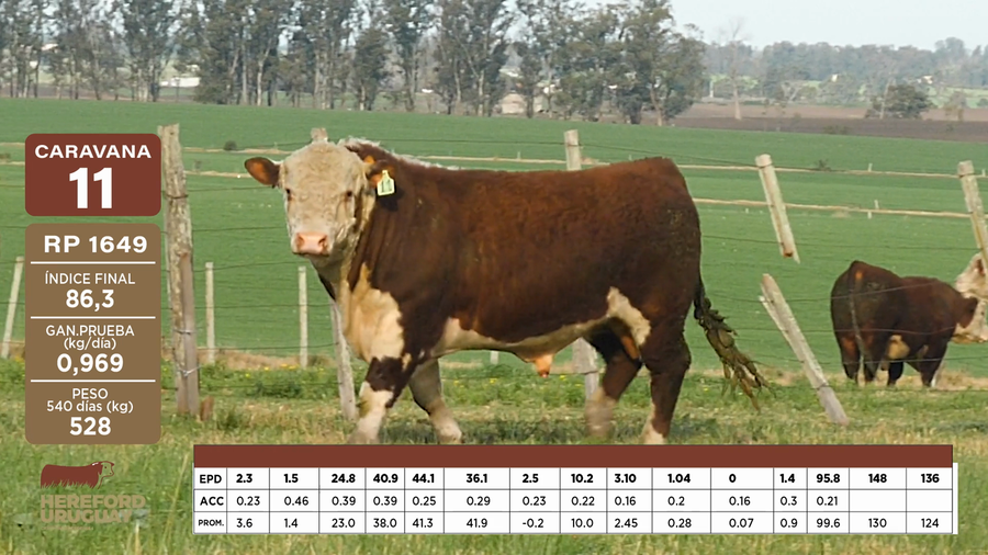 Lote Caravana 11 "Graciela Rodriguez de Shaw"