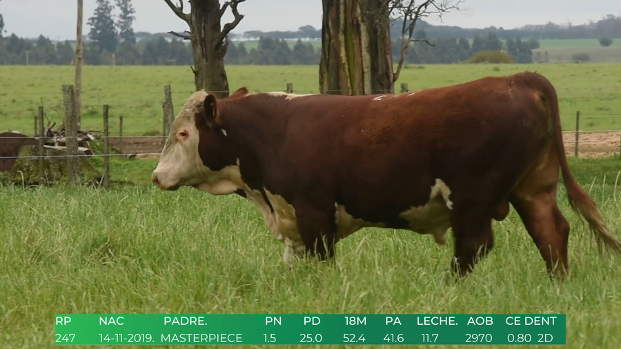 Lote Toros POLLED HEREFORD a remate en 4º  Remate  Anual Cabaña El Treból en Liga de Trabajo de Guichón