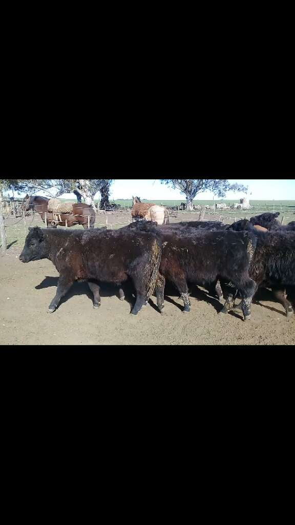 Lote 30 Novillitos y vaquillonas en Benito Juárez, Buenos Aires