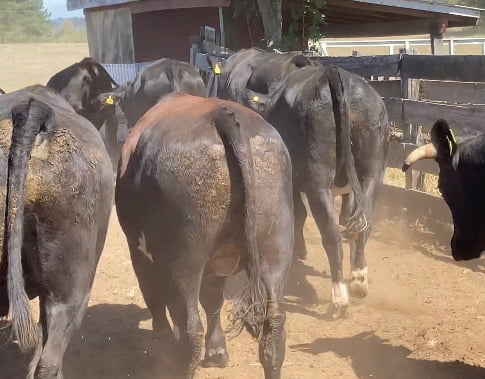 Lote 20 Novillo Gordo en Osorno, X Región Los Lagos