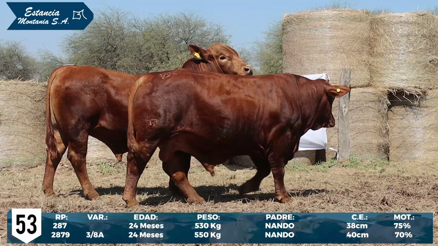 Lote LOTE 53
