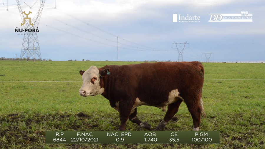 Lote Toros a remate en Remate anual Ñu Porá 2023, Paysandú