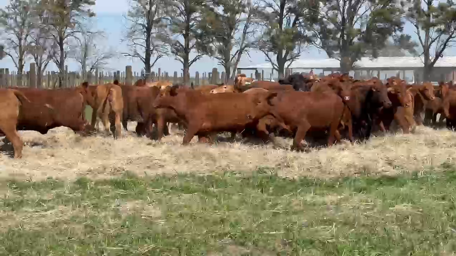 Lote 55 Vaquillonas