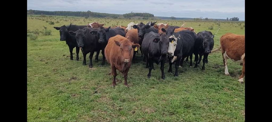 Lote 25 Vacas de invernar en Villa Elisa, Entre Ríos