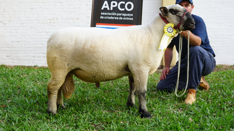 Lote Hampshire Down Expo Internacional 2022 - Lote 20