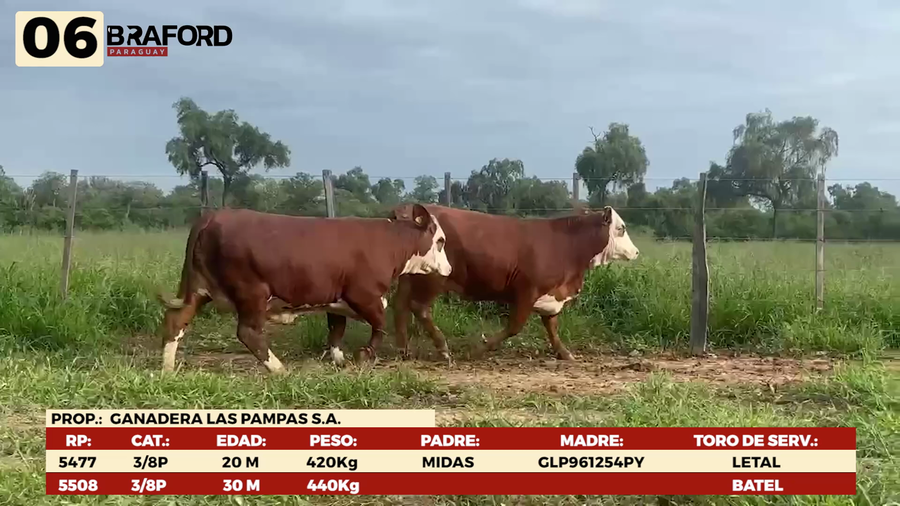 Lote LOTE 6