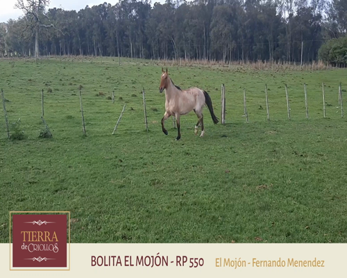 Lote Bolita Mojón (RP 550) - Cabaña El Mojón