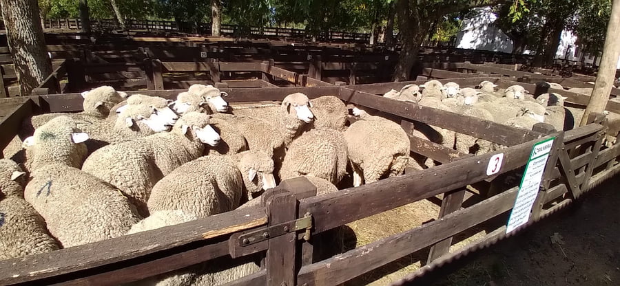 Lote 30 borregas puro de origen 2dts