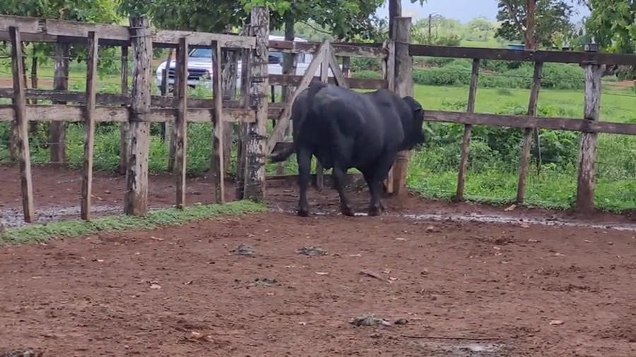 Lote Toros T. Brangus Negro a remate en Remate de Reproductores en Coronel Oviedo, 185 km de Asunción (Departamento de Caaguazú)
