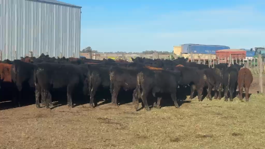 Lote 100 Terneros