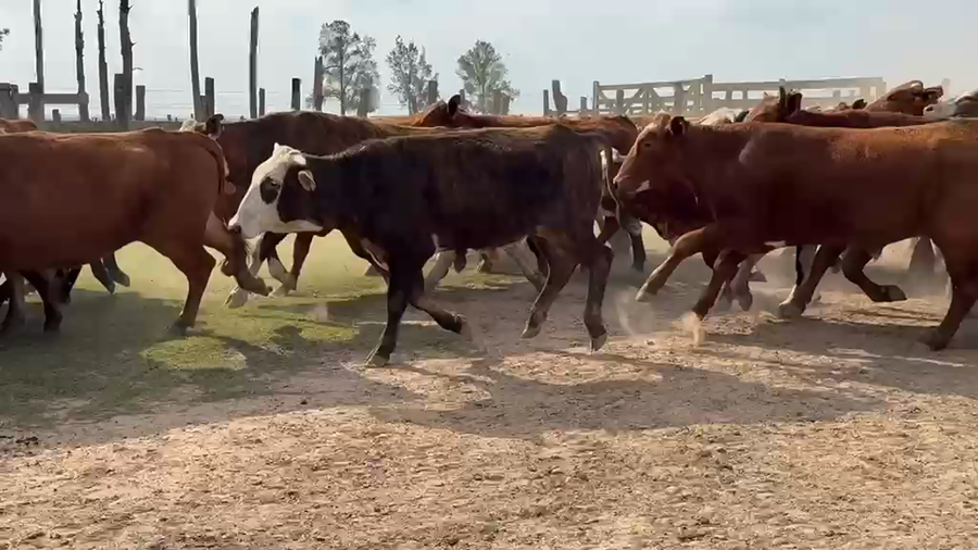 Lote 70 Novillitos en Corrientes, Santo Tomé