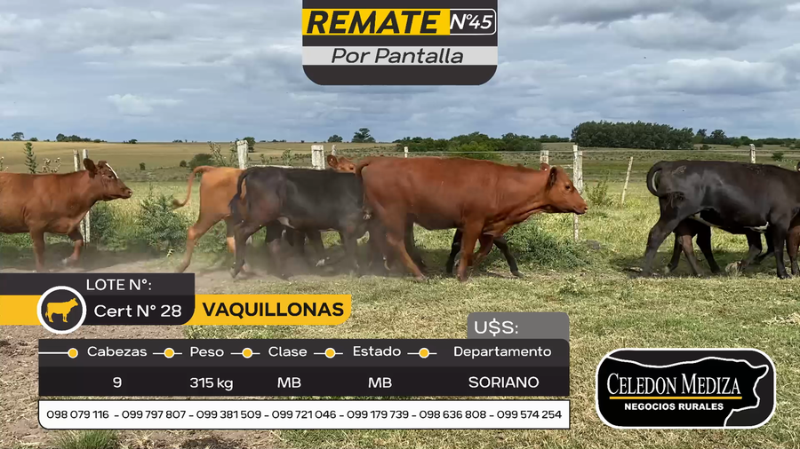 Lote 9 Vaquillonas  en Otra Localidad, Soriano