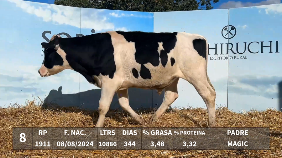 Lote LOTE 8 - RP 1911 - MAGIC x KAROLINE 1540 CLIFF ARIZONA